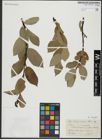 Foto von Salix hastata L.